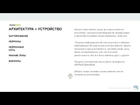 Изучать мозг можно следя за отдельными его участками, специальным образом их подкрашивая