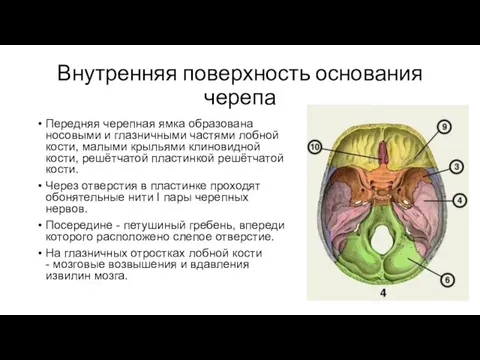 Внутренняя поверхность основания черепа Передняя черепная ямка образована носовыми и глазничными частями