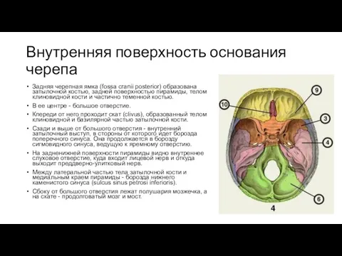 Внутренняя поверхность основания черепа Задняя черепная ямка (fossa cranii posterior) образована затылочной