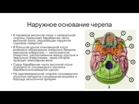 Наружное основание черепа К пирамиде височной кости с латеральной стороны примыкает барабанная