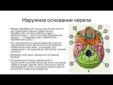 Наружное основание черепа Между барабанной частью височной кости и выступающим наружу краем