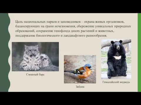 Цель национальных парков и заповедников – охрана живых организмов, балансирующих на грани