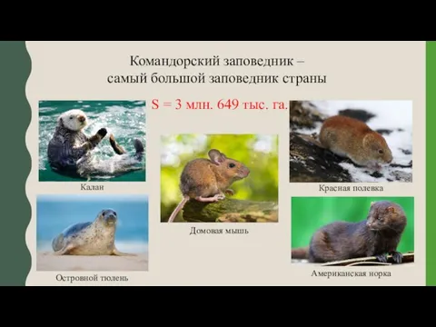 Командорский заповедник – самый большой заповедник страны S = 3 млн. 649