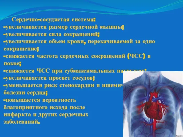 Сердечно-сосудистая система: -увеличивается размер сердечной мышцы; -увеличивается сила сокращений; -увеличивается объем крови,