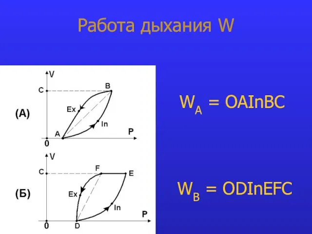 Работа дыхания W WA = OAInBC WB = ODInEFC