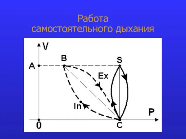 Работа самостоятельного дыхания