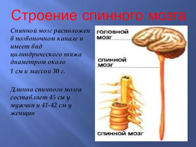 Строение спинного мозга Спинной мозг расположен в позвоночном канале и имеет вид