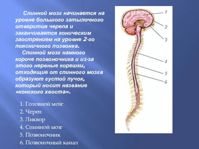 Спинной мозг начинается на уровне большого затылочного отверстия черепа и заканчивается коническим