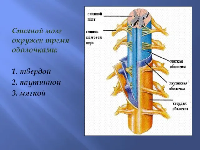 Спинной мозг окружен тремя оболочками: 1. твердой 2. паутинной 3. мягкой