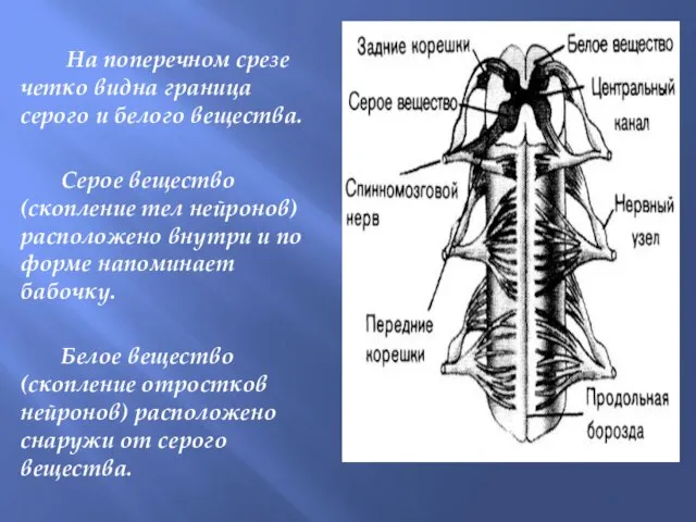 На поперечном срезе четко видна граница серого и белого вещества. Серое вещество