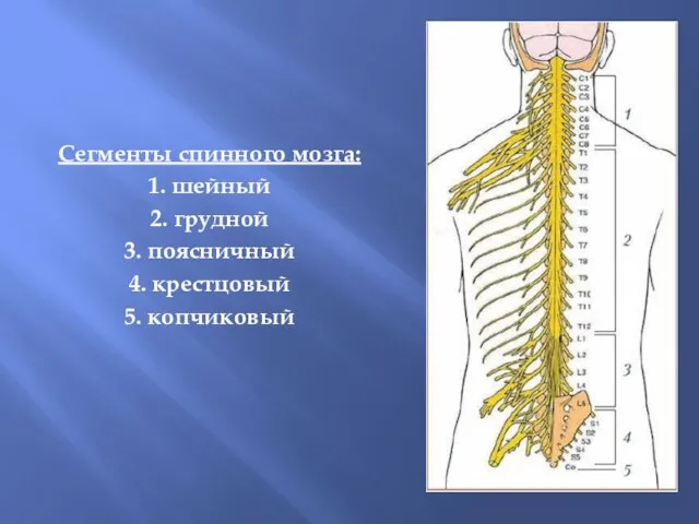Сегменты спинного мозга: 1. шейный 2. грудной 3. поясничный 4. крестцовый 5. копчиковый