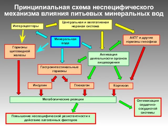 Принципиальная схема неспецифического механизма влияния питьевых минеральных вод Минеральная вода Интероцепторы Центральная