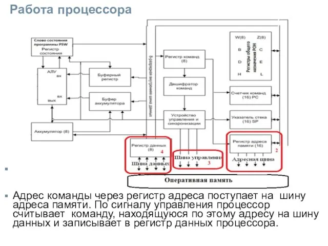 Работа процессора Адрес команды через регистр адреса поступает на шину адреса памяти.