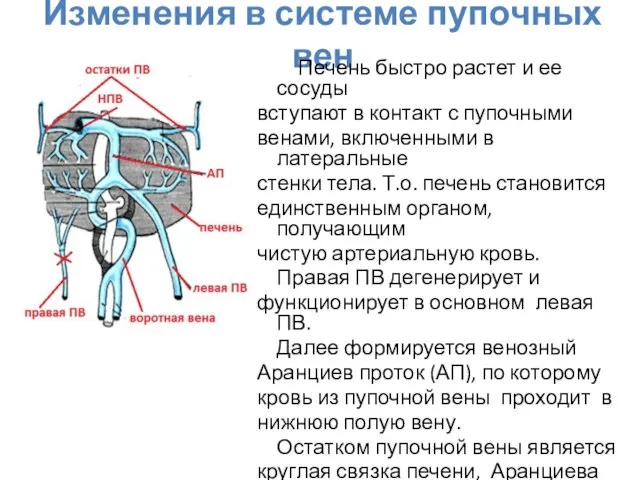 Изменения в системе пупочных вен Печень быстро растет и ее сосуды вступают