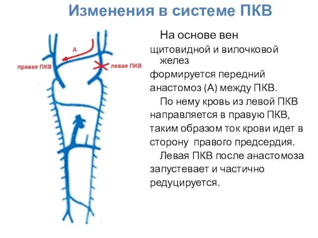 Изменения в системе ПКВ На основе вен щитовидной и вилочковой желез формируется
