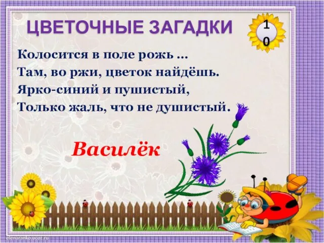 Василёк Колосится в поле рожь … Там, во ржи, цветок найдёшь. Ярко-синий