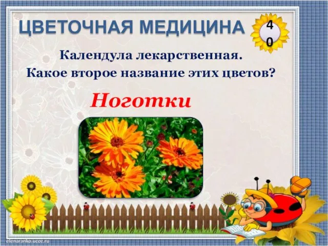 Ноготки Календула лекарственная. Какое второе название этих цветов? 40 ЦВЕТОЧНАЯ МЕДИЦИНА