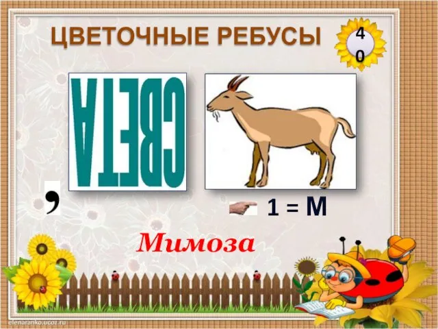 Мимоза 40 ЦВЕТОЧНЫЕ РЕБУСЫ 1 = М