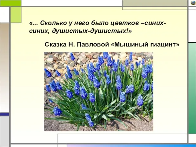 «... Сколько у него было цветков –синих-синих, душистых-душистых!» Сказка Н. Павловой «Мышиный гиацинт»