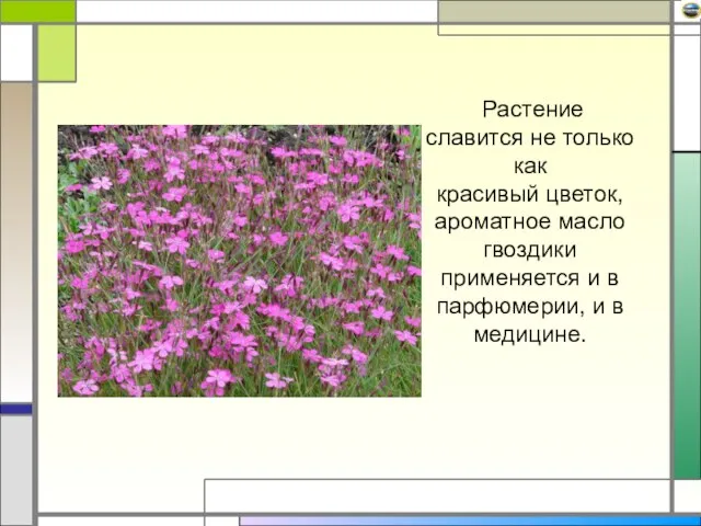 Растение славится не только как красивый цветок, ароматное масло гвоздики применяется и