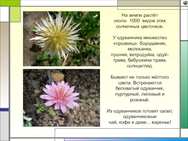 На земле растёт около 1000 видов этих солнечных цветочков. У одуванчика множество