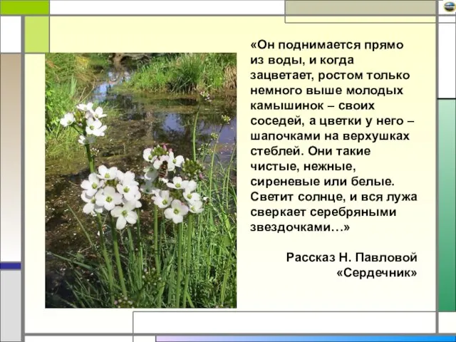 «Он поднимается прямо из воды, и когда зацветает, ростом только немного выше