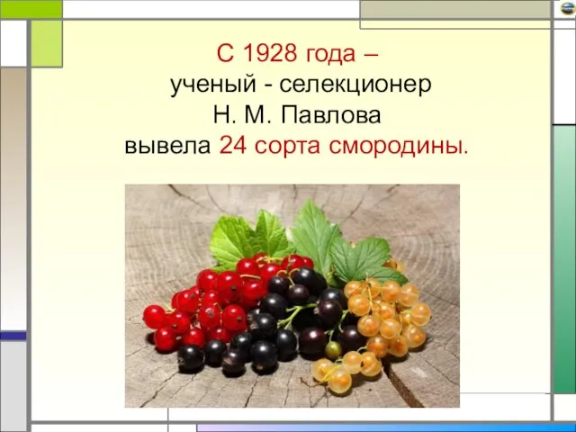 С 1928 года – ученый - селекционер Н. М. Павлова вывела 24 сорта смородины.