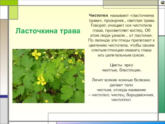 Ласточкина трава Чистотел называют «ласточкина трава», прозорник., светлая трава. Говорят, очищает сок