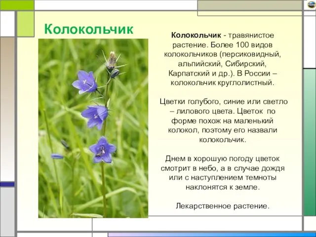 Колокольчик - травянистое растение. Более 100 видов колокольчиков (персиковидный, альпийский, Сибирский, Карпатский