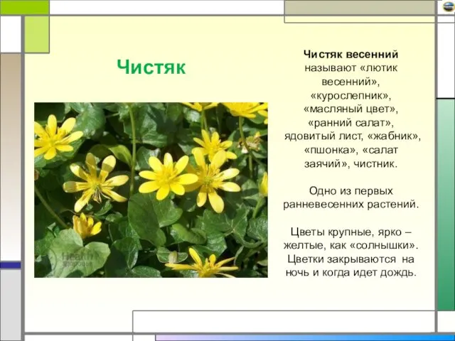 Чистяк Чистяк весенний называют «лютик весенний», «курослепник», «масляный цвет», «ранний салат», ядовитый