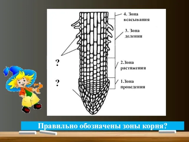 3. Зона деленияистем 4. Зона всасываниястем ?стем ?стем 2.Зона растяжениястем 1.Зона проведениястем Правильно обозначены зоны корня?