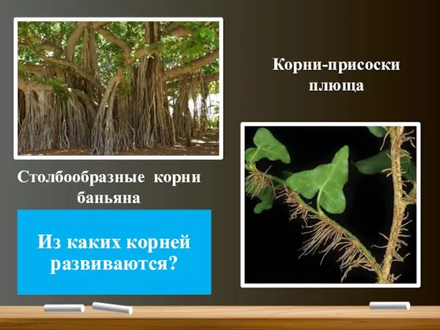 Столбообразные корни баньяна Корни-присоски плюща Из каких корней развиваются?
