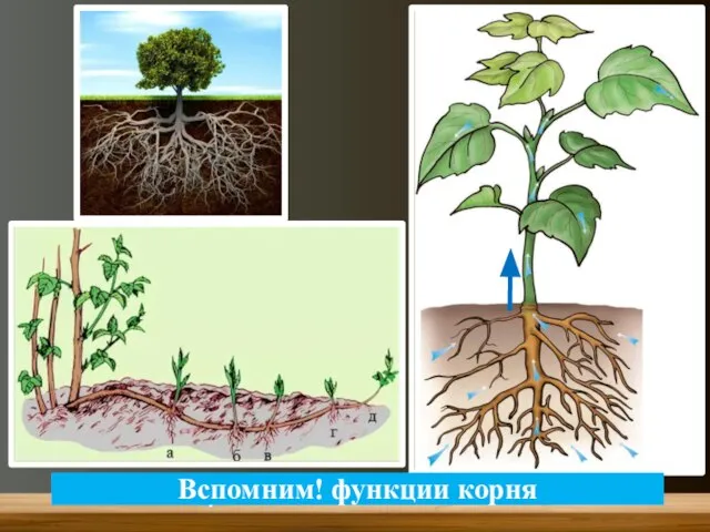 Вспомним! функции корня