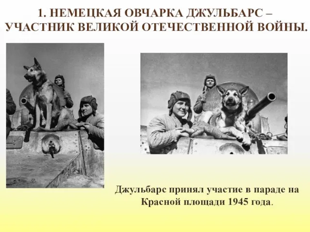 1. НЕМЕЦКАЯ ОВЧАРКА ДЖУЛЬБАРС – УЧАСТНИК ВЕЛИКОЙ ОТЕЧЕСТВЕННОЙ ВОЙНЫ. . Джульбарс принял