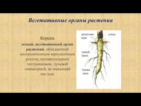 Вегетативные органы растения Корень осевой, вегетативный орган растений, обладающий неограниченным верхушечным ростом,