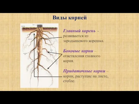 Виды корней Главный корень - развивается из зародышевого корешка. Боковые корни –