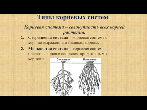 Типы корневых систем Корневая система – совокупность всех корней растения. Стержневая система