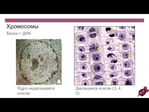 Хромосомы Белки + ДНК Ядро неделящейся клетки Делящиеся клетки (3, 4, 5)