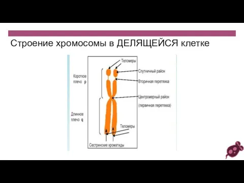 Строение хромосомы в ДЕЛЯЩЕЙСЯ клетке