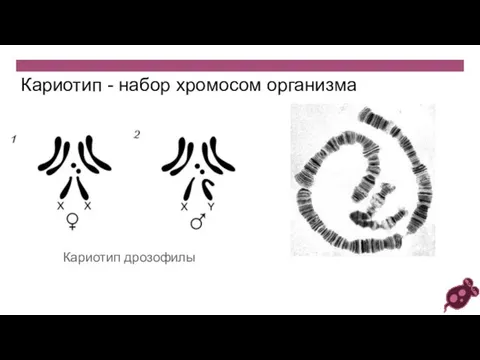 Кариотип - набор хромосом организма Кариотип дрозофилы