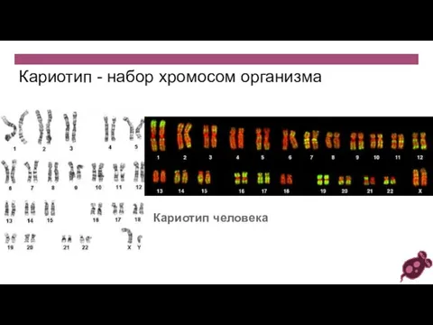 Кариотип - набор хромосом организма Кариотип человека