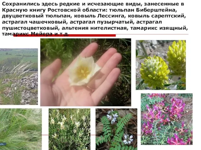 Сохранились здесь редкие и исчезающие виды, занесенные в Красную книгу Ростовской области: