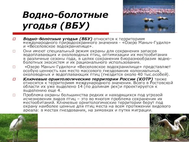 Водно-болотные угодья (ВБУ) Водно-болотные угодья (ВБУ) относятся к территориям международного природоохранного значения