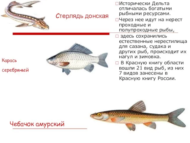 Карась серебряный Cтерлядь донская Исторически Дельта отличалась богатыми рыбными ресурсами. Через нее