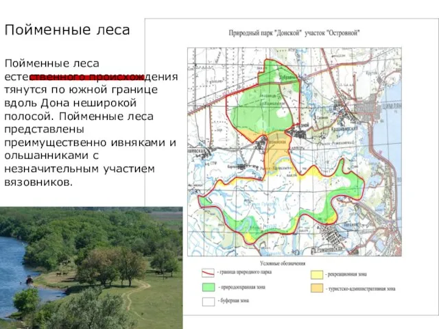 Пойменные леса Пойменные леса естественного происхождения тянутся по южной границе вдоль Дона