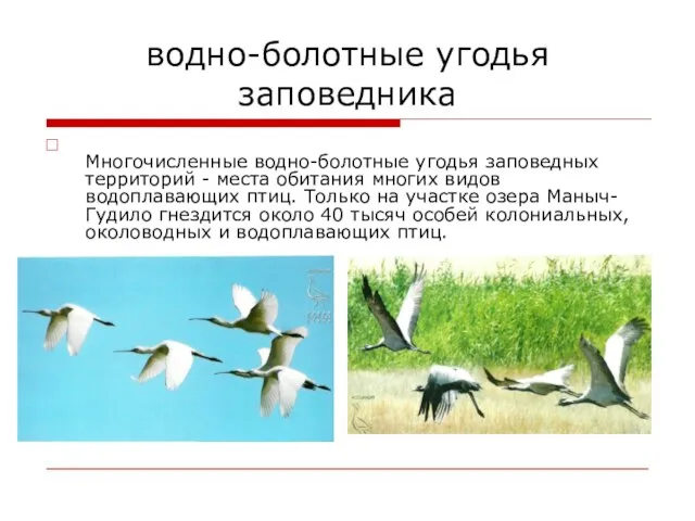 водно-болотные угодья заповедника Многочисленные водно-болотные угодья заповедных территорий - места обитания многих