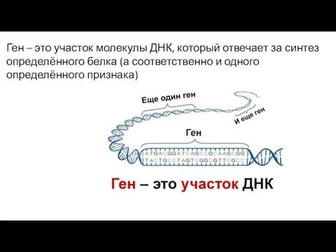 Ген – это участок молекулы ДНК, который отвечает за синтез определённого белка