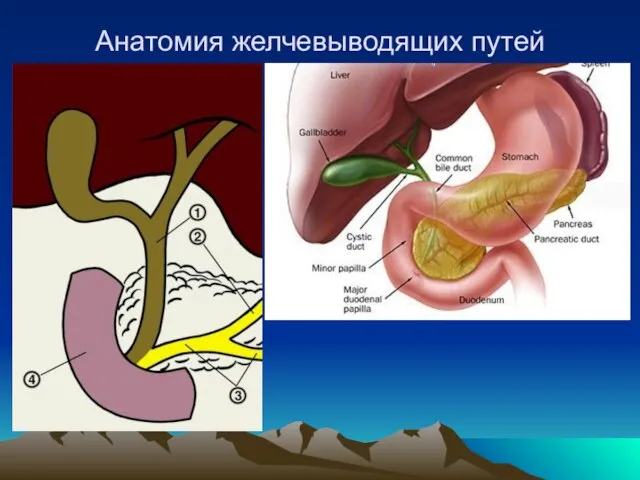 Анатомия желчевыводящих путей