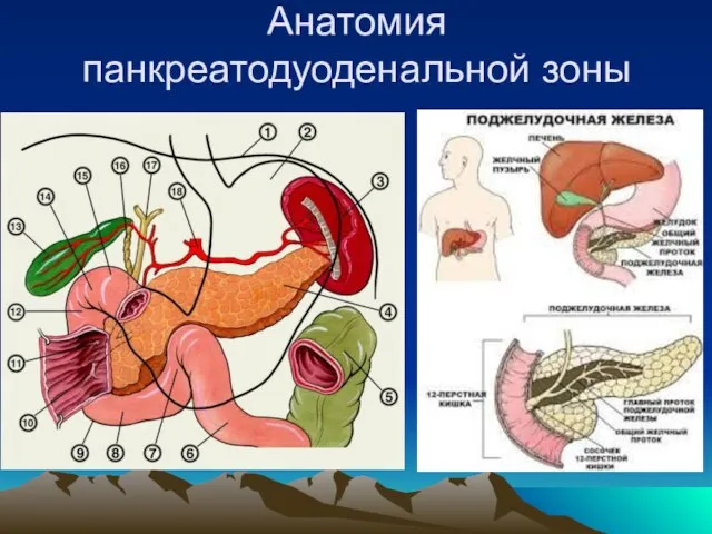 Анатомия панкреатодуоденальной зоны