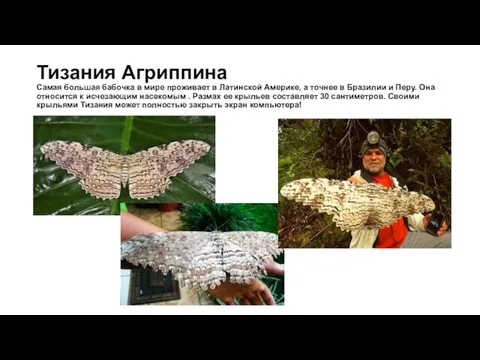 Тизания Агриппина Самая большая бабочка в мире проживает в Латинской Америке, а
